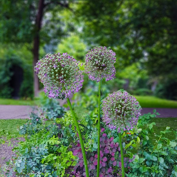 blomster i parken